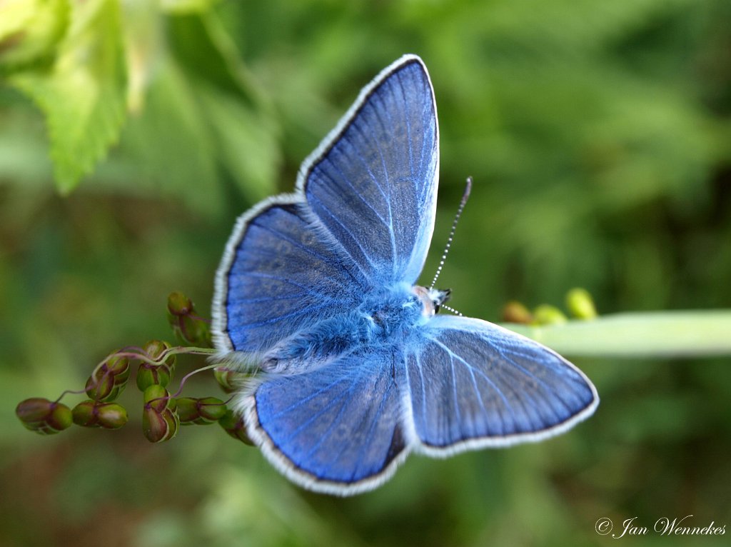 Icarus blauwtje, Polyommatus icarus.JPG